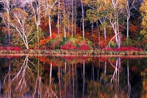 The Magical Season